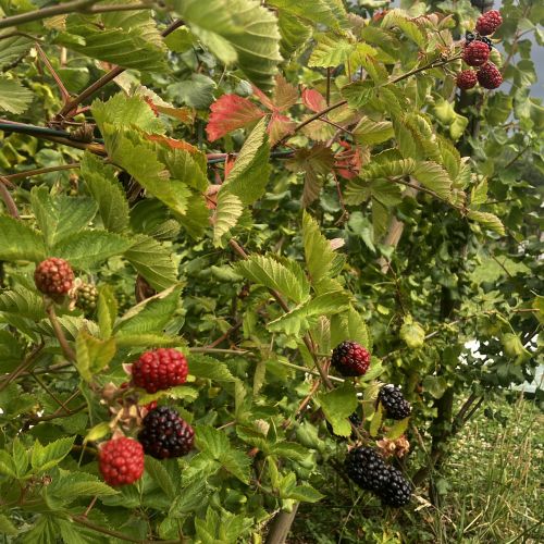 Mûres Triple Crown Bluffy