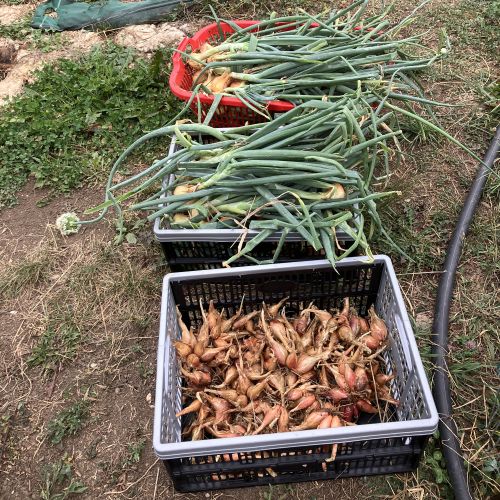 Ail oignon échalotte Bluffy