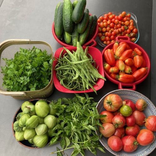 Tomates variées à Bluffy